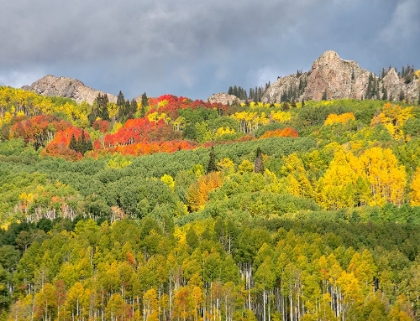 Picture of USA-COLORADO-KEBLER PASS BRIGHT COLOR OF AUTUMN ON KEBLER PASS