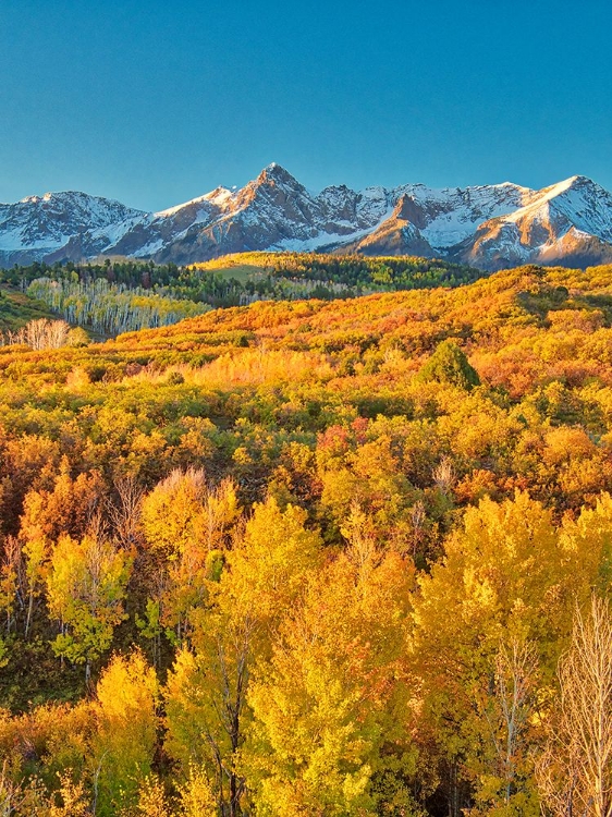Picture of USA-COLORADO-QURAY DALLAS DIVIDE-SUNRISE ON THE MT SNAFFLES WITH AUTUMN COLORS