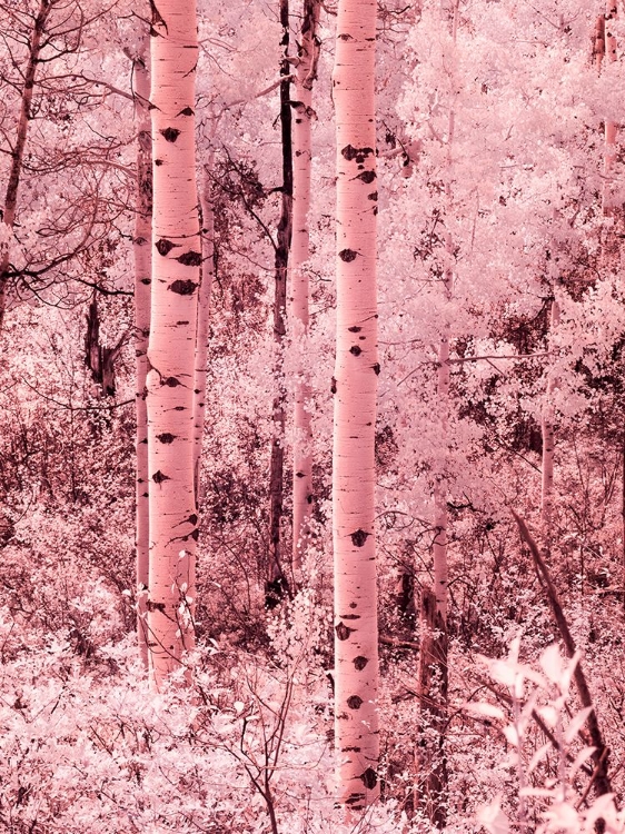 Picture of USA-COLORADO INFRARED OF AUTUMN ASPENS