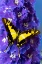 Picture of USA-WASHINGTON STATE-ISSAQUAH BUTTERFLY ON FLOWERS