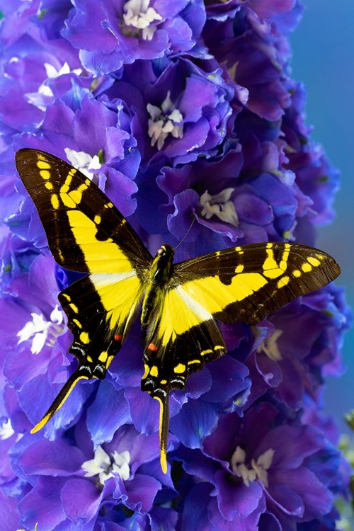 Picture of USA-WASHINGTON STATE-ISSAQUAH BUTTERFLY ON FLOWERS