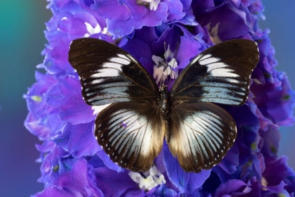 Picture of USA-WASHINGTON STATE-ISSAQUAH BUTTERFLY ON FLOWERS