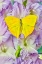 Picture of USA-WASHINGTON STATE-ISSAQUAH BUTTERFLY ON FLOWERS