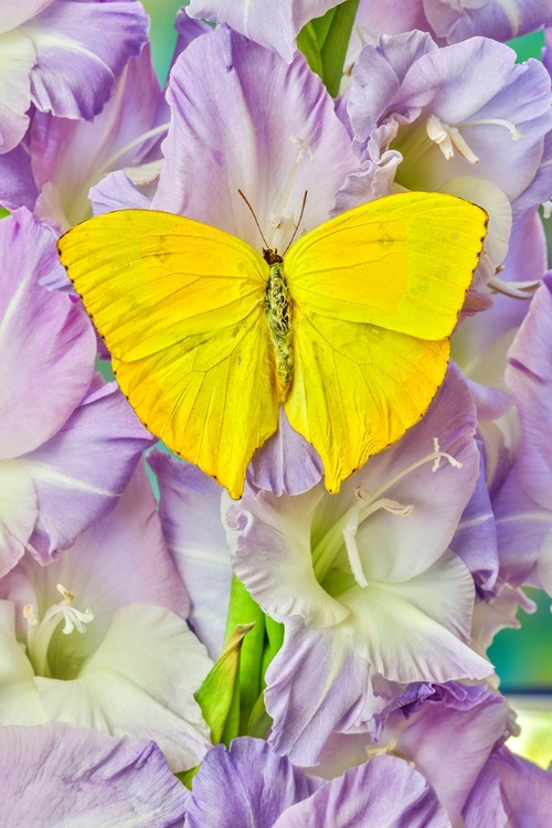 Picture of USA-WASHINGTON STATE-ISSAQUAH BUTTERFLY ON FLOWERS