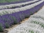 Picture of LAVENDER FIELDS NEAR THE TOWN OF ZILLAH