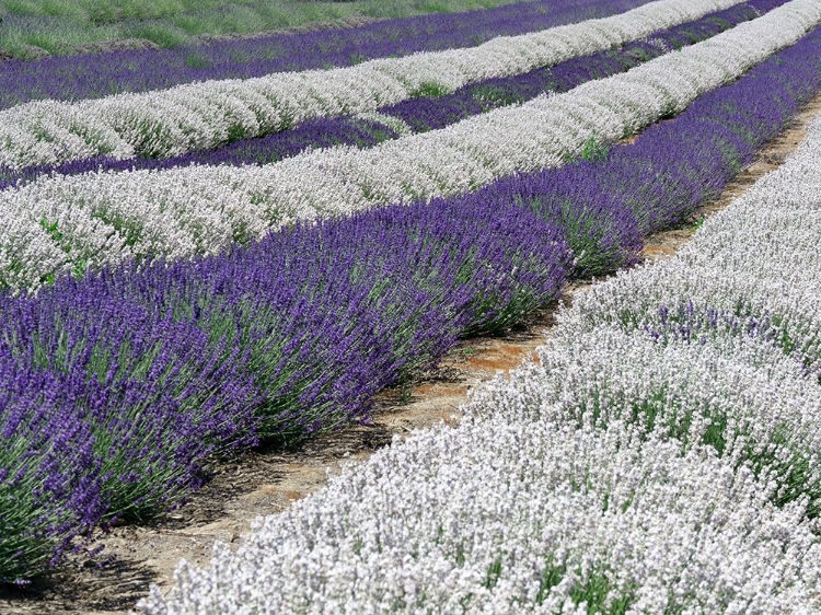 Picture of LAVENDER FIELDS NEAR THE TOWN OF ZILLAH