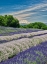 Picture of LAVENDER FIELDS NEAR THE TOWN OF ZILLAH AND A VIEW OF MT ADAMS