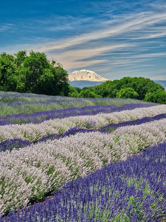 Picture of LAVENDER FIELDS NEAR THE TOWN OF ZILLAH AND A VIEW OF MT ADAMS