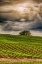Picture of USA-WA-YAKIMA VALLEY ROWS IN A WASHINGTON VINEYARD AT SPRING
