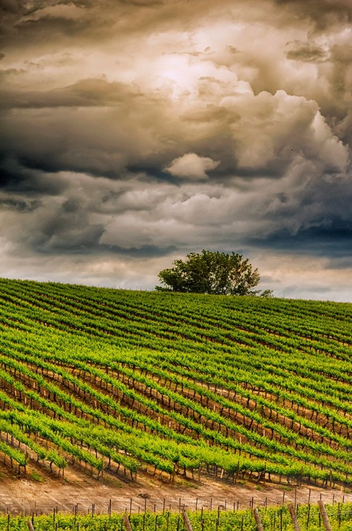 Picture of USA-WA-YAKIMA VALLEY ROWS IN A WASHINGTON VINEYARD AT SPRING