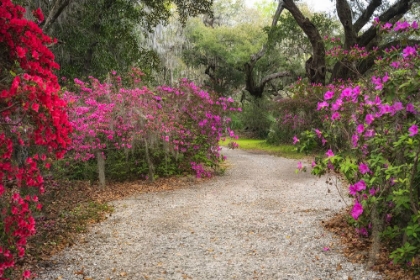 Picture of AZELEA PATH