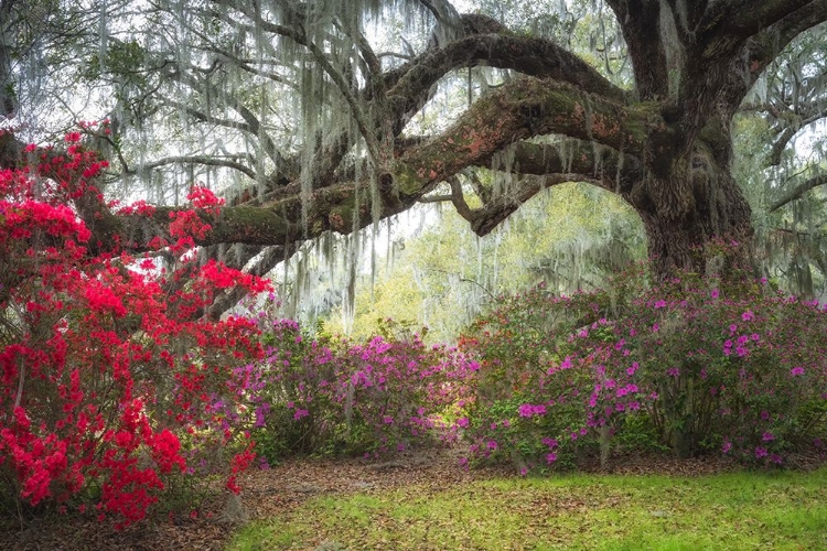 Picture of UNDER THE OAKS IV