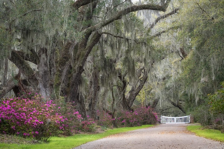 Picture of WHITE GATE