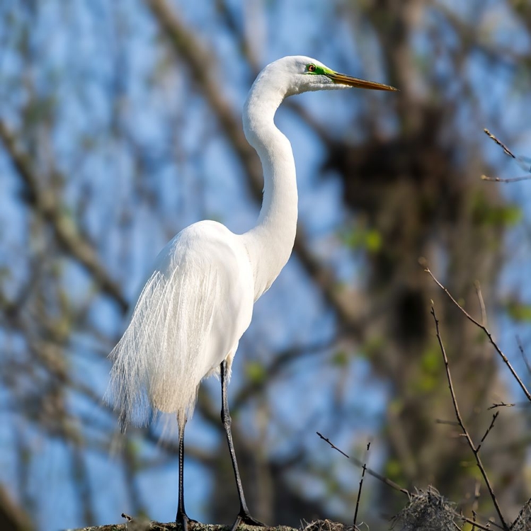 Picture of STANDING PROUD