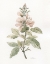 Picture of FLEA MARKET BOTANICAL I