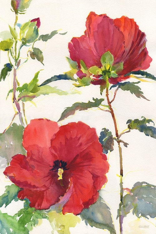 Picture of HIBISCUS GLOW II