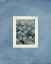 Picture of SUCCULENT MOMENTS 1
