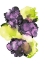 Picture of EGGPLANT CITRUS 1