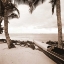 Picture of PARADISE FOUND III