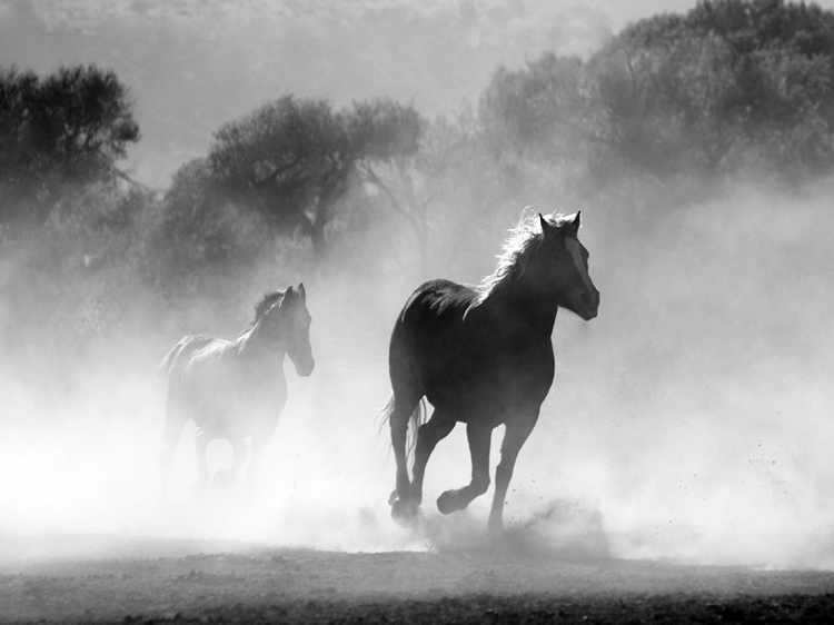 Picture of HORSE 6