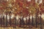 Picture of BORDEAUX TREES