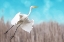 Picture of GREAT EGRET TAKING OFF