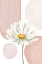 Picture of DAISY PINKS 1