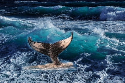 Picture of BIG FIN