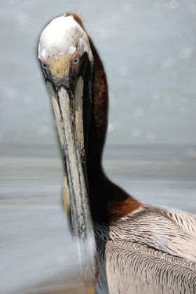 Picture of PELLY