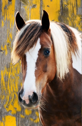 Picture of YELLOW STONE RANCHER
