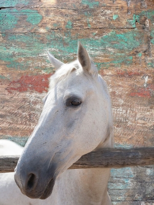 Picture of BARN HOURSE
