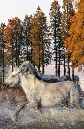 Picture of WILD WEST