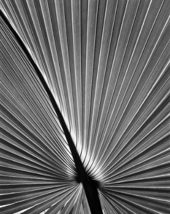Picture of PALM FROND