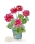 Picture of WATERCOLOR GERANIUMS