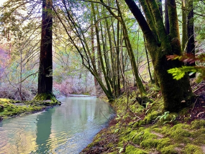Picture of BOHEMIAN CREEKSIDE