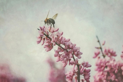 Picture of FLIGHT OF THE BUMBLEBEE