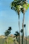 Picture of LA PALMS