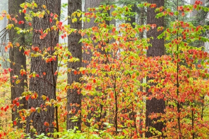 Picture of DOGWOOD IN FALL