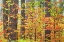 Picture of DOGWOOD IN FALL