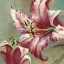 Picture of BLOOMING LILY