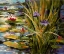 Picture of POND IRIS