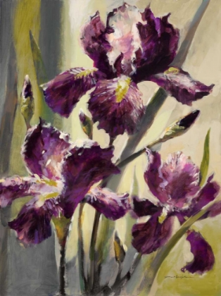 Picture of AMBIENT IRIS 3