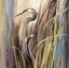 Picture of COASTAL HERON