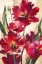 Picture of JUBILANT TULIPS
