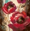 Picture of DRAMATIC POPPY