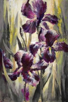 Picture of AMBIENT IRIS 1