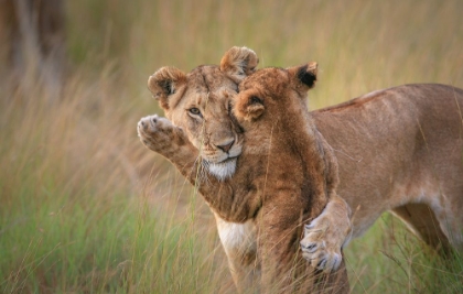 Picture of HUGS