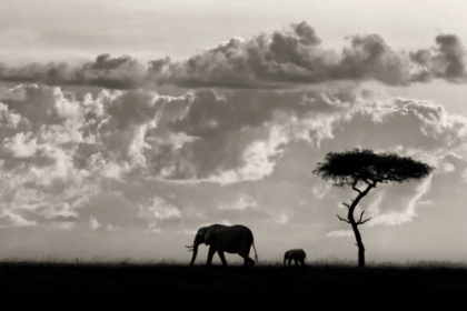 Picture of SILHOUETTES OF MARA