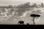 Picture of SILHOUETTES OF MARA