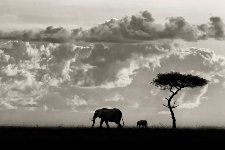 Picture of SILHOUETTES OF MARA